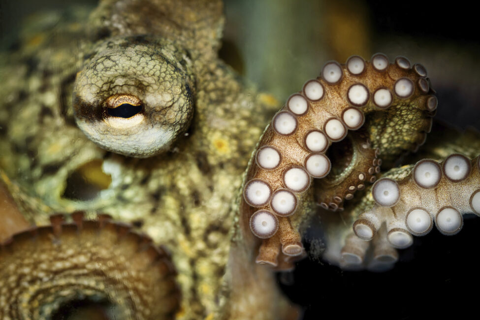 How an octopus can 