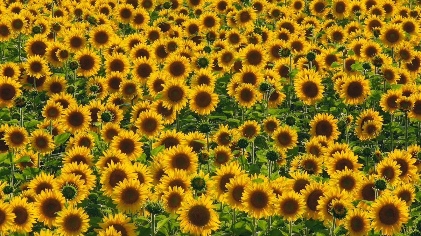 Taking a lead from nature: sunflowers have inspired a new artificial material.