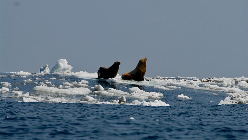 such as these Steller sea lions
