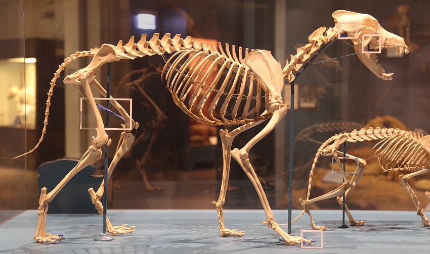 Why mammals have such complex backbones