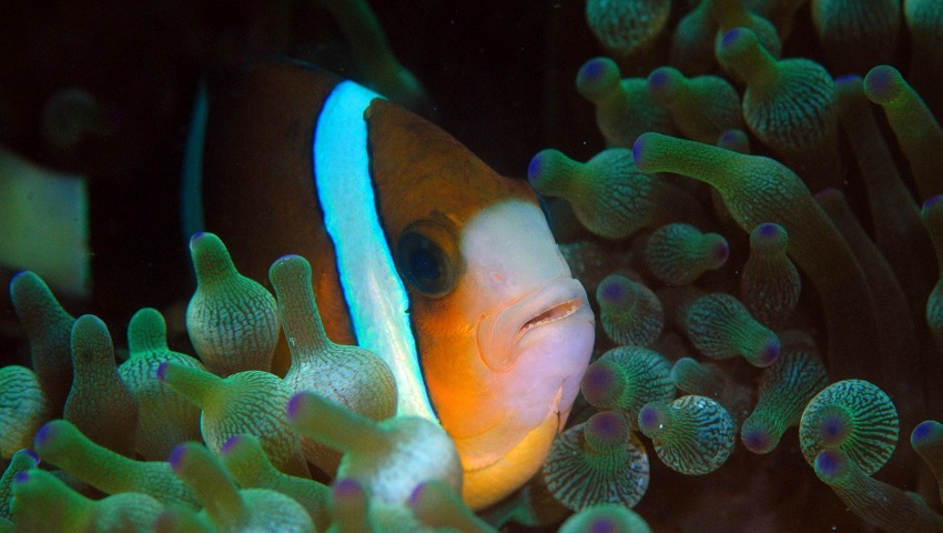 Great Barrier Reef anemonefish can see UV light and may use this to find anemones and other anemonefish.
