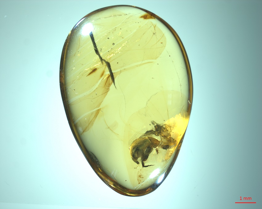 Amber piece showing the tumbling flower beetle Angimordella burmitina.