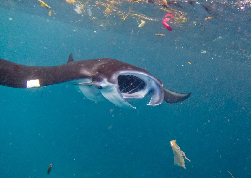 A manta ray in an all-too-common environment. 