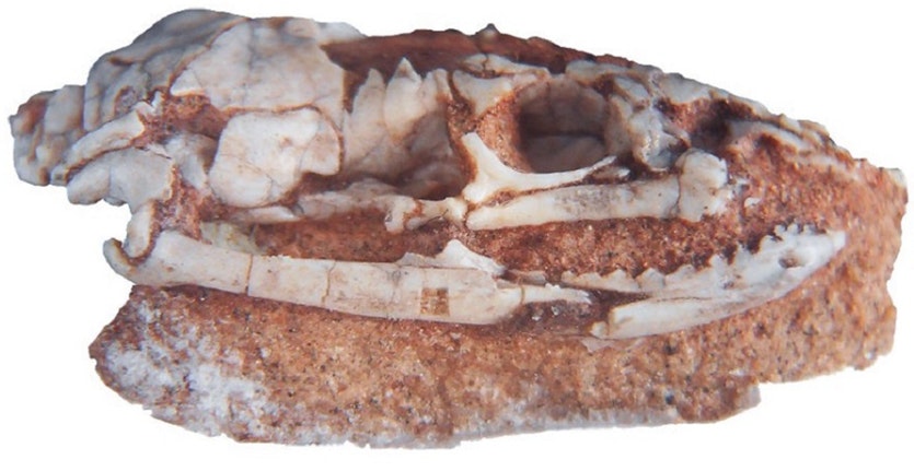 191120 snake fossil