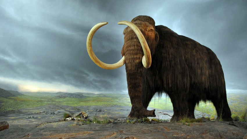 Extinction of the woolly mammoth and other megafauna caused surviving animals to go their separate ways. 