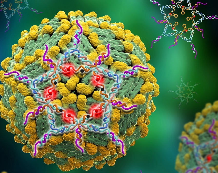 Structural DNA stars shine a new light on Dengue virus.