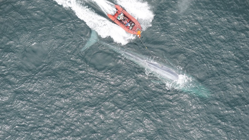 Scientists record a blue whale’s heartbeat