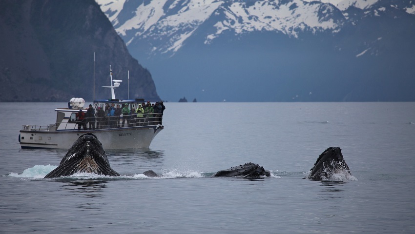 A delicate balance: humpback whales and tourists in Alaska’s Glacier Bay. 