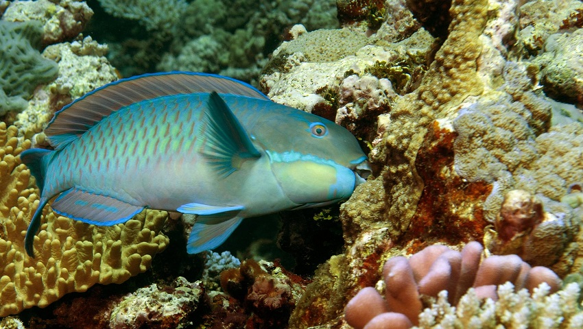 queenparrotfish图片