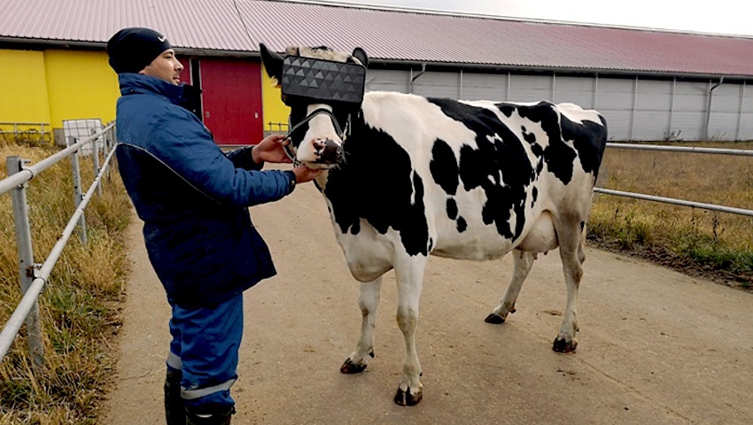 Can virtual reality reality improve a dairy cow’s life?