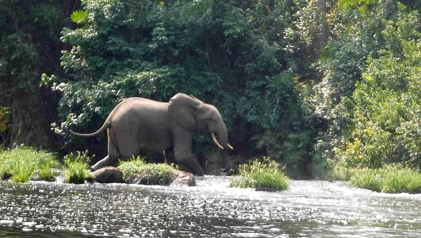 More of these please. An elephant roaming the rainforests of Gabon.