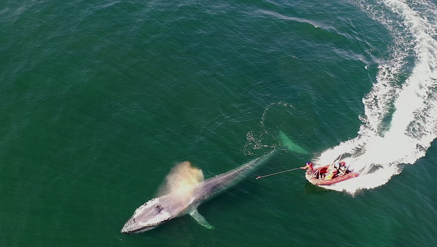 A blue whale being tagged by researchers off the coast of central California. 