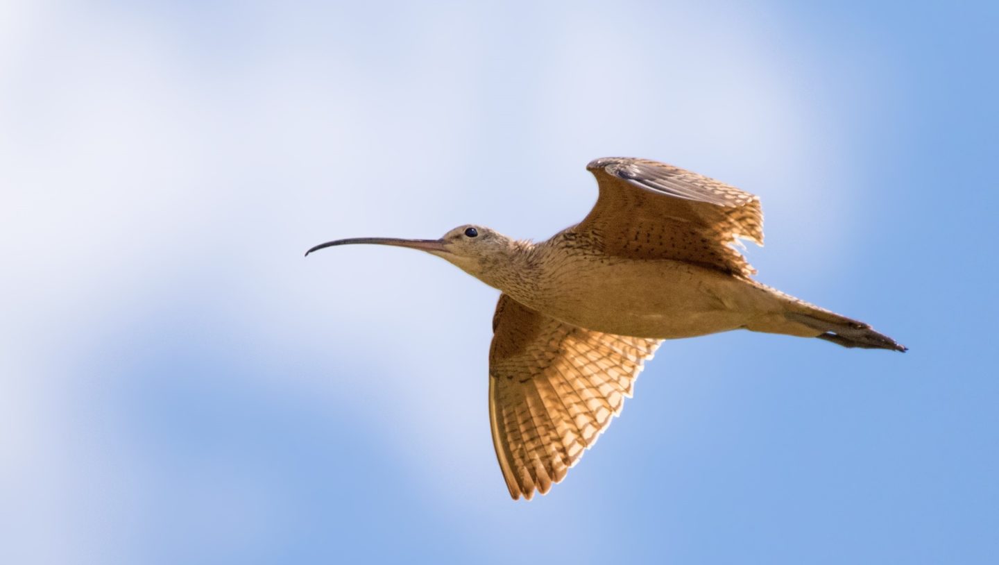 New timetable: the long-billed curlew (Numenius americanus) is just one of the many bird species whose migratory patterns are changing.