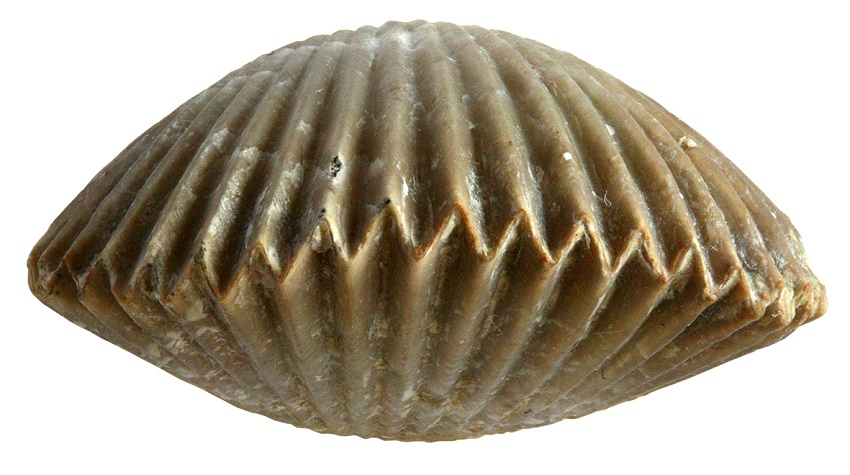 191217 brachiopod fossil
