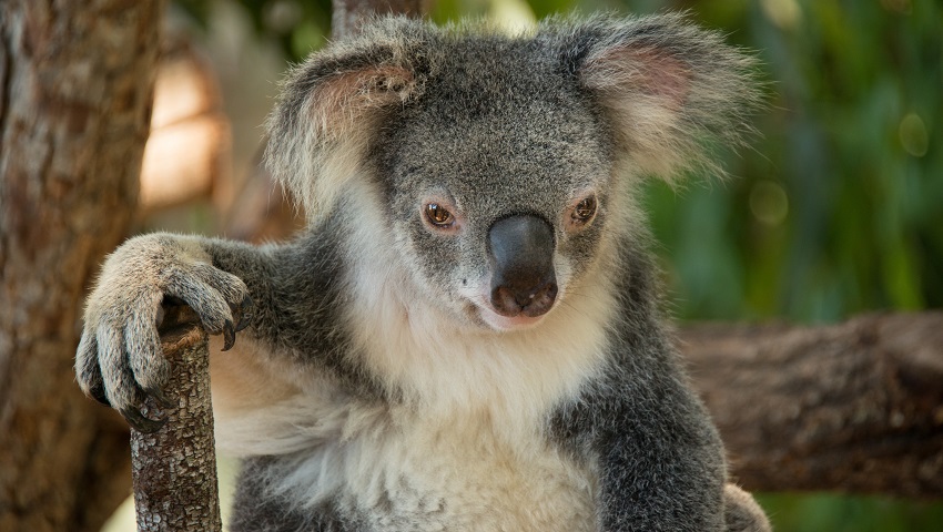 but koalas have evolved grasping hands and long limbs reminiscent of primates.