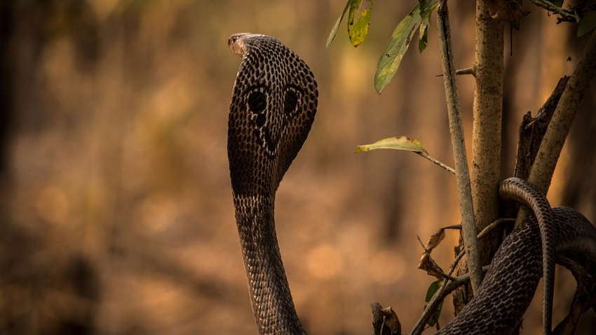 The spectacled cobra (Naja naja) is one of India’s Big Four.