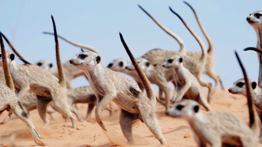 Come here and say that. Meerkats in “war dance” mode.