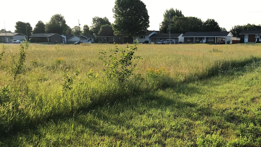 An experimental site comparing the ecological effects of intense mowing (right) with low impact mowing.