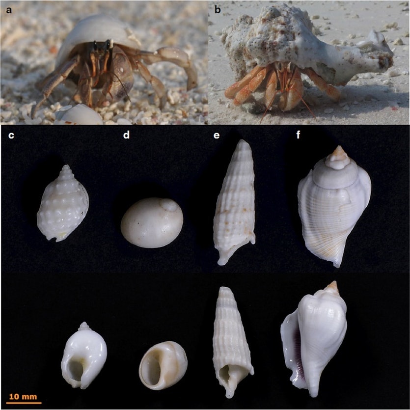 200117 crab shells