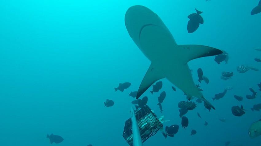 Marine Protected Areas need to be much bigger to support shark conservation. 