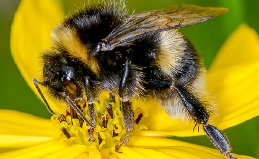 Bees need to think about what they drink