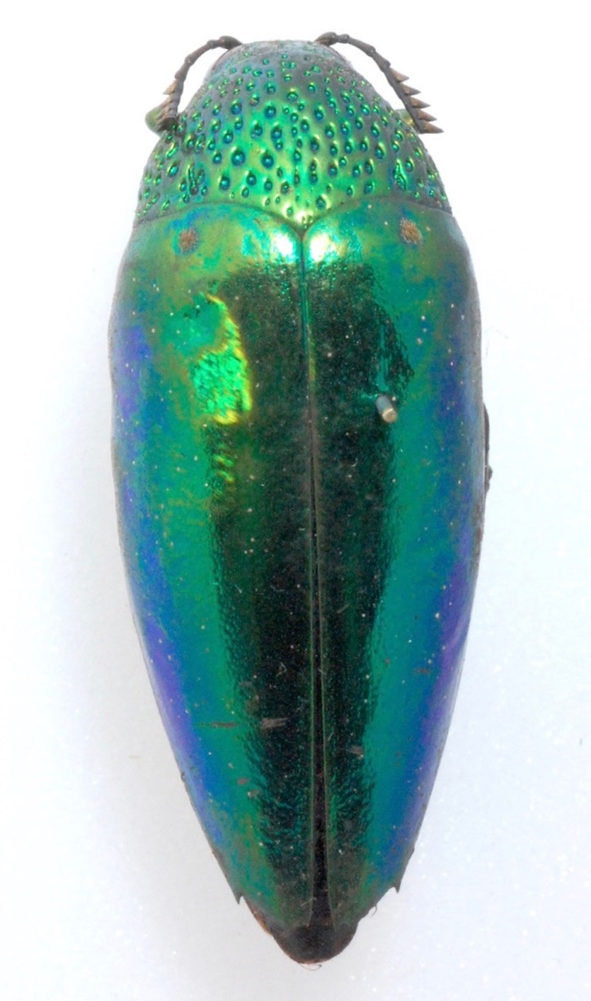 200124 Jewel beetle