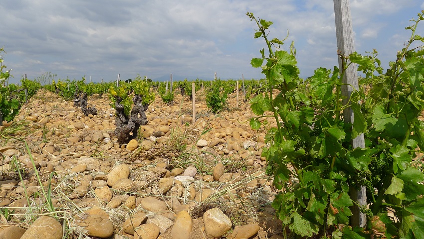 A vineyard in France. Vintners in some wine regions may need to vary their grape varieties as temperatures rise and seasons change.