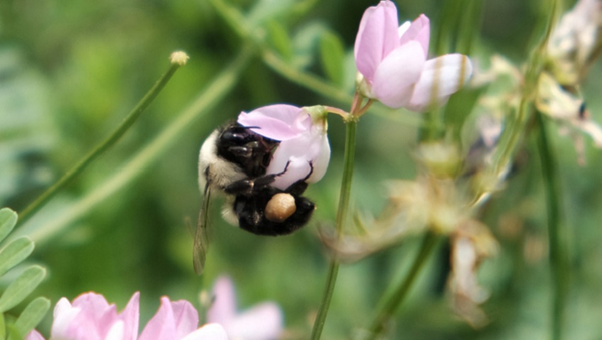 Bumblebees can fly while carrying up to their own bodyweight in nectar.