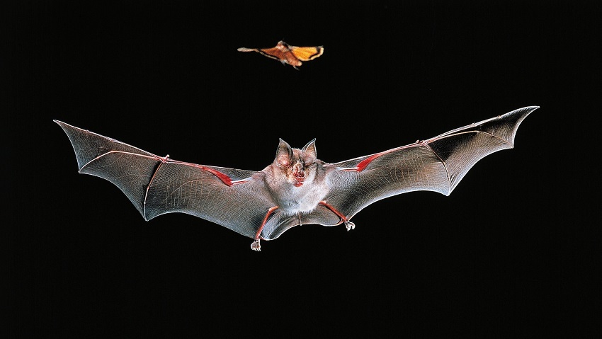 A horseshoe bat chasing a moth. Horseshoe bats were the source of SARS. Scientists consider bats to be a possible source of coronavirus.