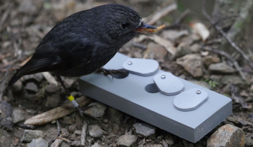 A toutouwai (North Island robin) eats a mealworm after opening a container lid.