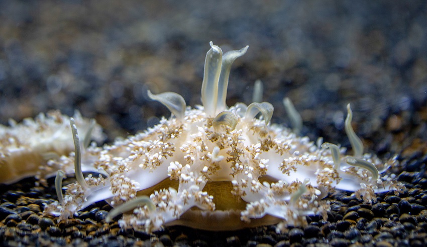 The upside-down jellyfish Cassiopea xamachana.