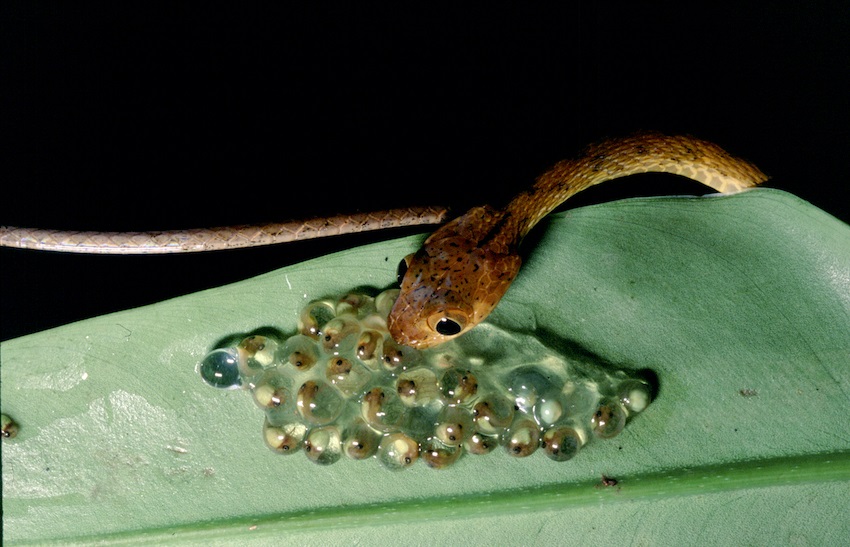 A tiny blunt-headed tree snake (Imantodes) snags a meal of frog eggs in the Panamanian forest.
