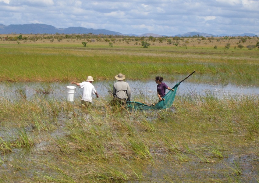 Researchers fishing with seine nets in the Rupununi savannas.