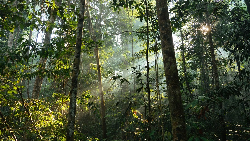 Human disturbance affects Amazon plants