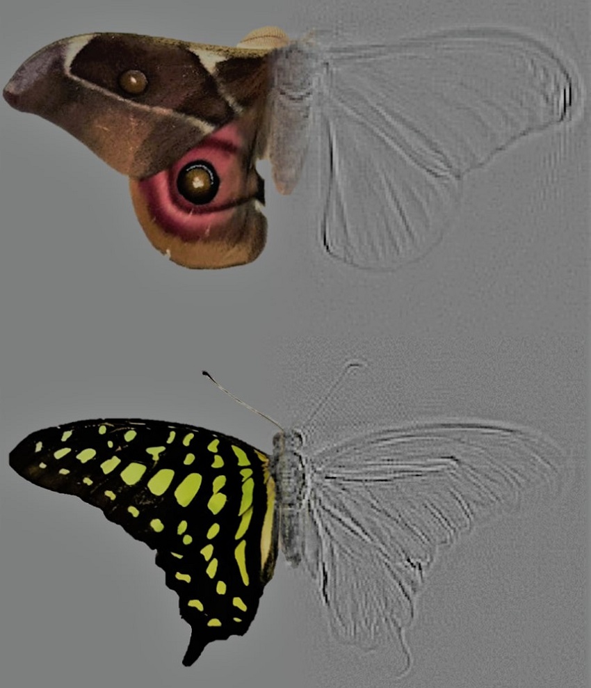 In this composite image of a moth and a butterfly the coloured sides show the target species while the grey scale is the resultant tomographic image. This allows researchers to measure how much sound is being reflected from certain body parts.