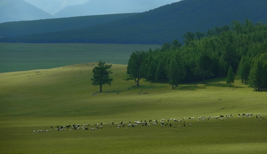 Mongolian landscape with pastoral herd of sheep and goats.