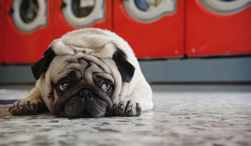 Different breeds are prone to different anxious behaviours. Credit: Max Bailen/Getty Images