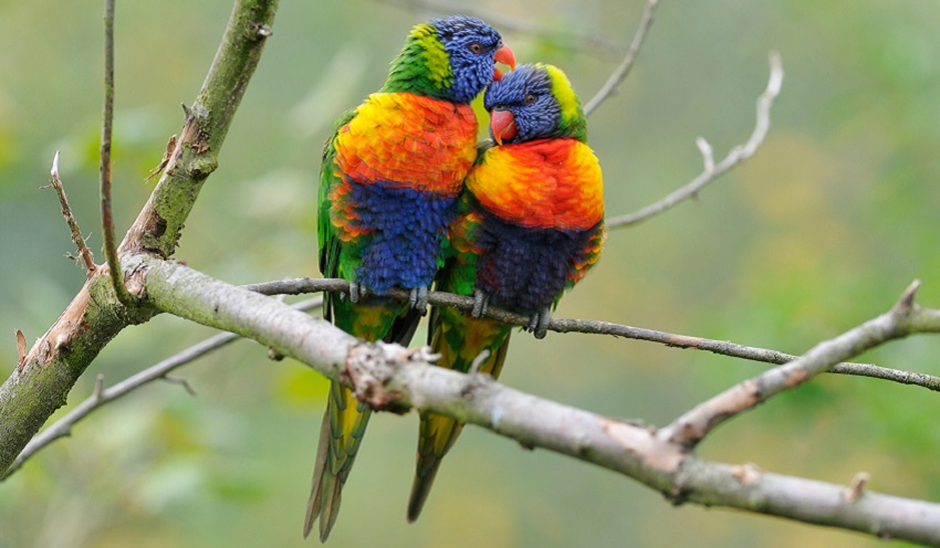 When looking for a mate, it may help each species to have different colors on the front, so they can find their own kind. Credit: Blickwinkel/Alamy Stock Photo