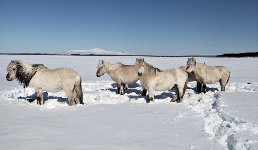 permafrost_horses