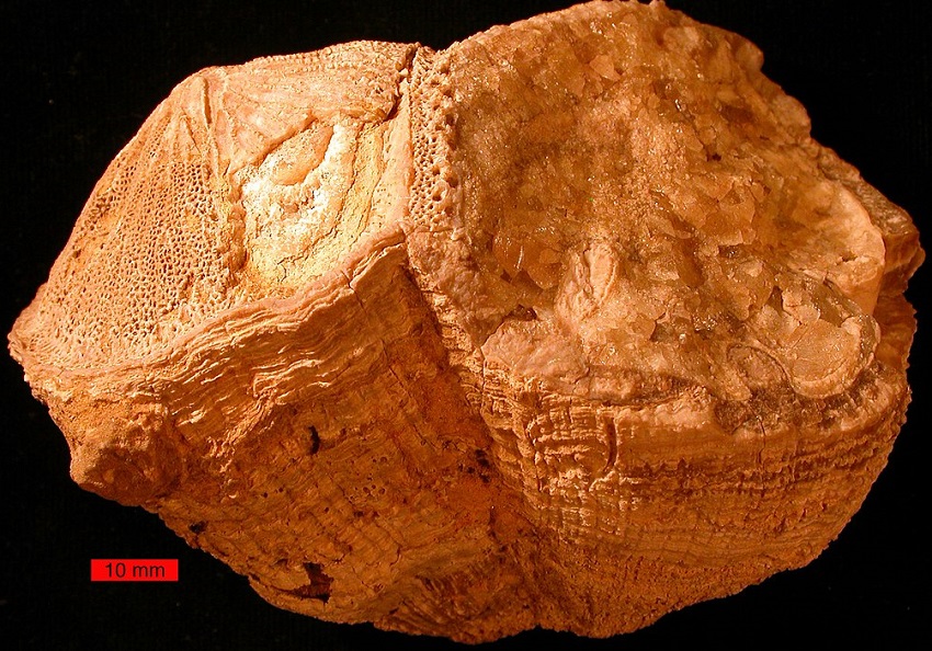fossil_mollusc