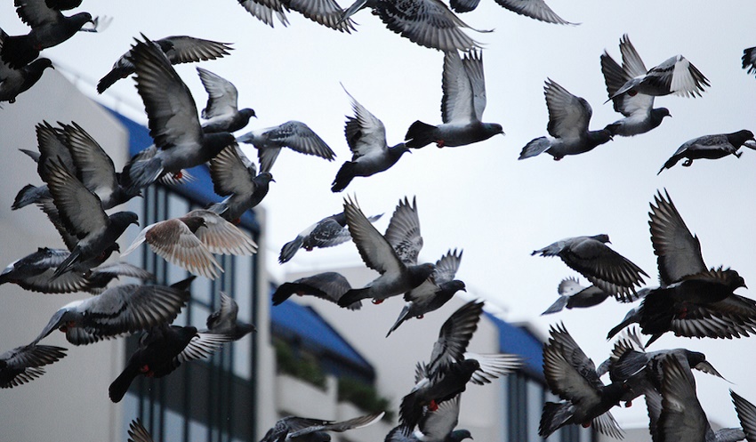 birds_pigeons