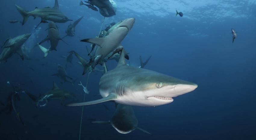 sharks_marine ecology