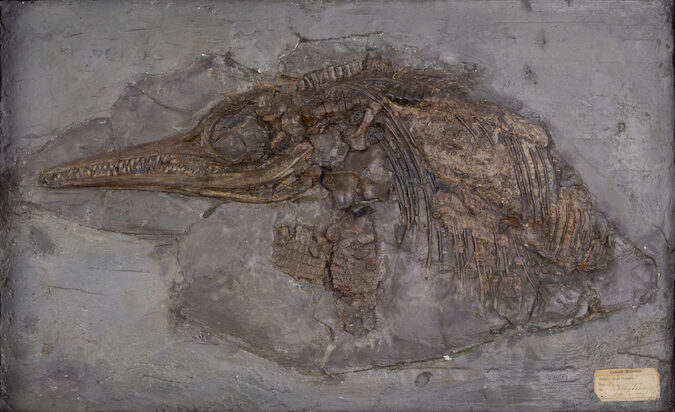 Mary Anning's Ichthyosaur. Credit: Museum of Natural History