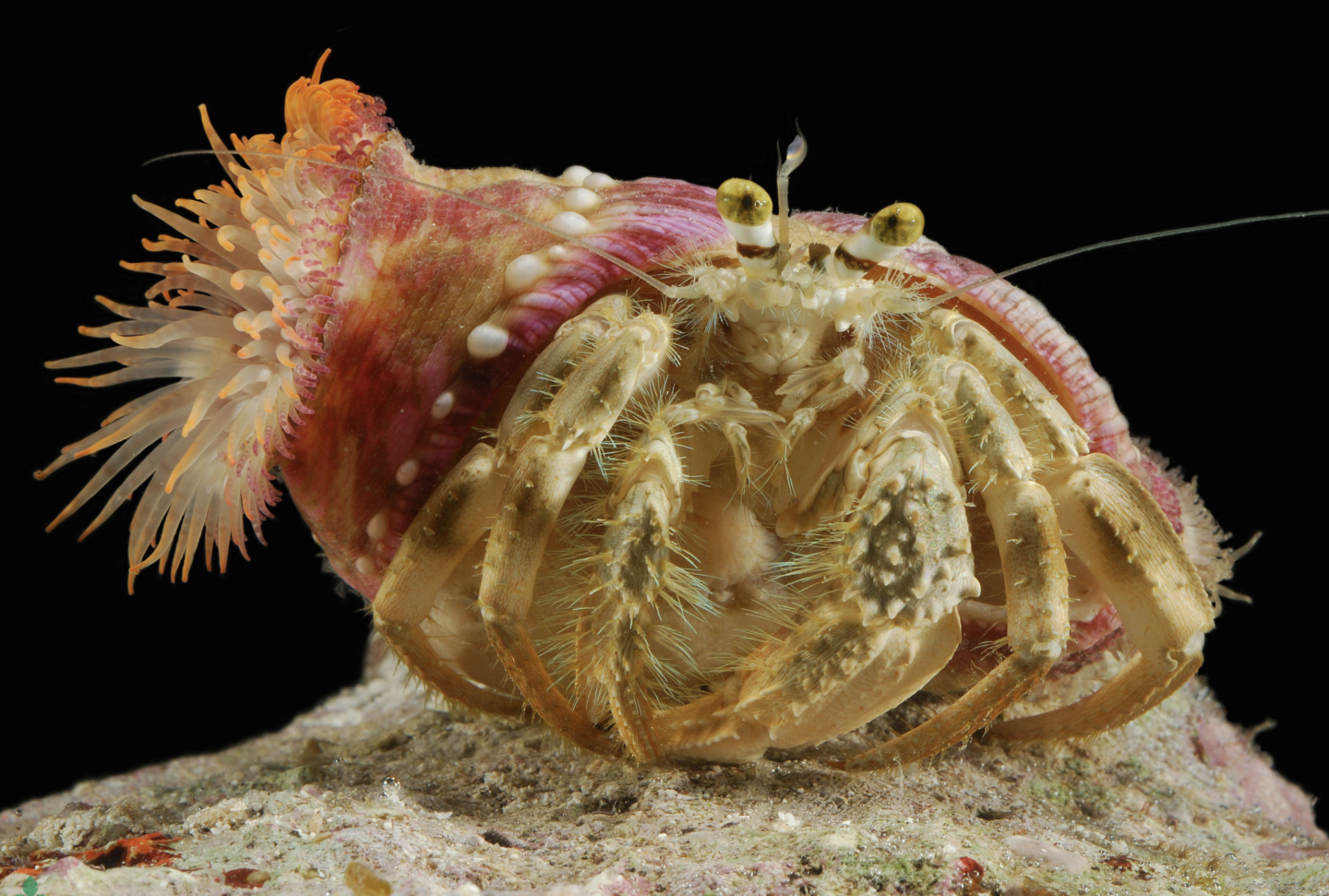 Symbiosis between sea anemone and hermit crab