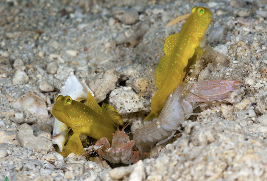 Symbiosis between goby fish and snapping shrimp