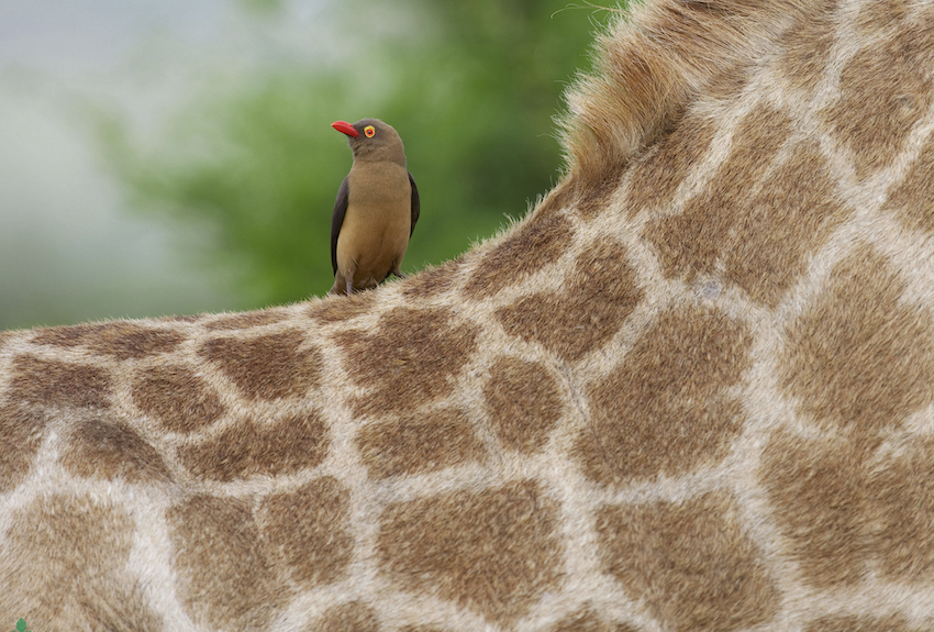 African oxpecker on a giraffe, an example of symbiosis