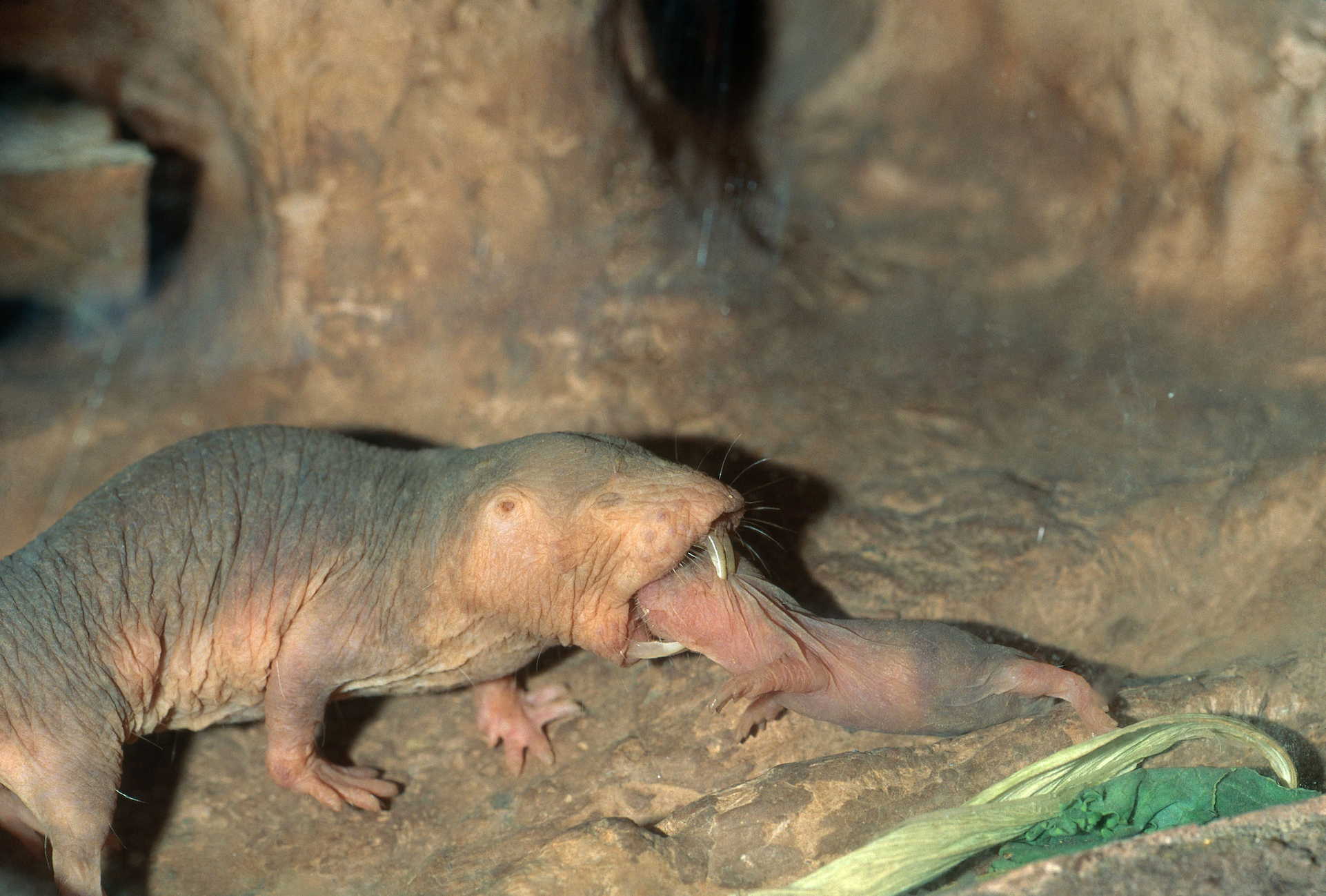 Wildlife Postcards Naked Mole Rat Postcards.