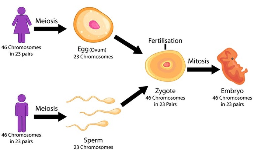 Meiosis is the process of cell division that creates 23 chromosomes in eggs and sperm.