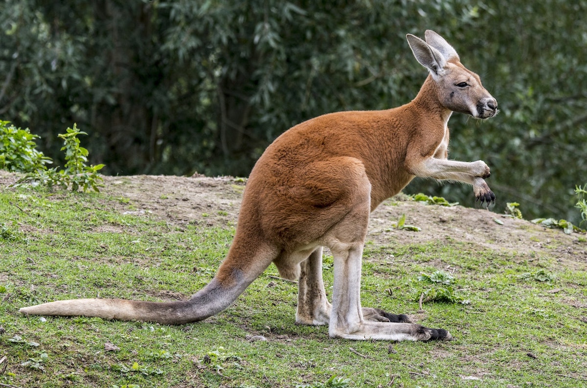 How the kangaroo evolved with a quick jump