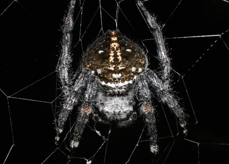 Amazing spider silk: Super-elastic proteins key to spider web's  stretchiness